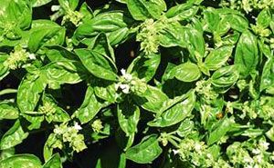 Basil