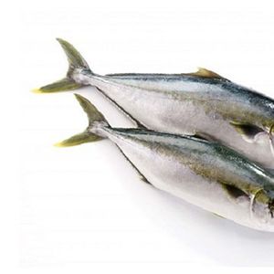 Indian mackerel