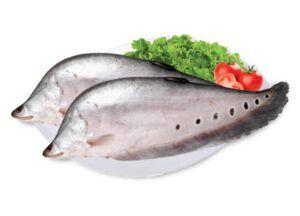 Pangasius