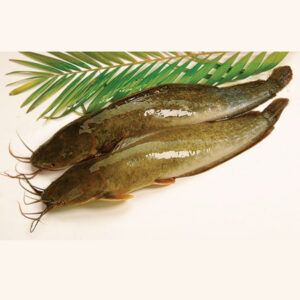Yellow Catfish