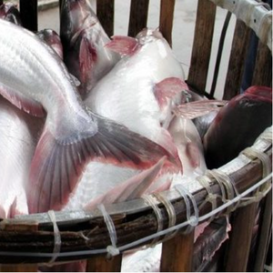 Pangasius