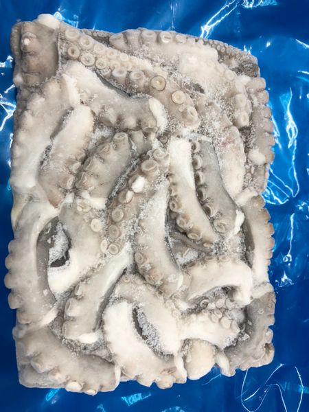 Frozen Octopus