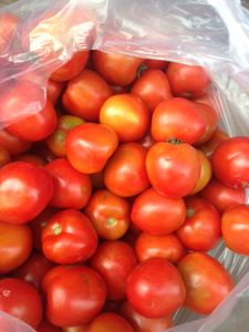 Tomato