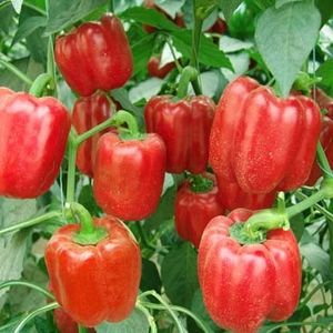 Bell Pepper