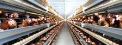 Poultry Cage System