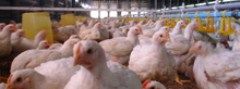 Broiler Chickens