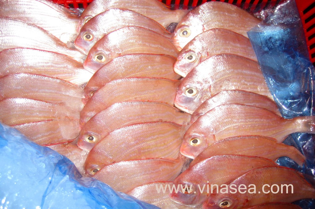 Fish