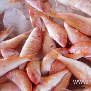 Fish
