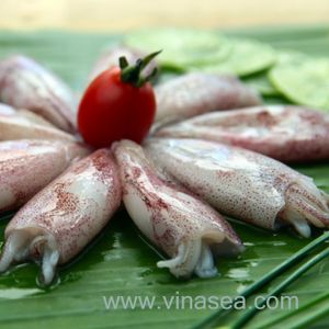 Squid