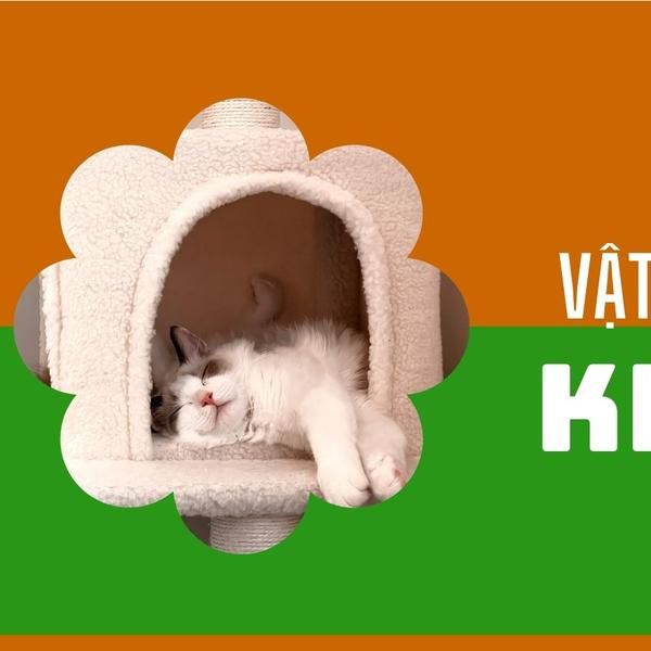 pet bed