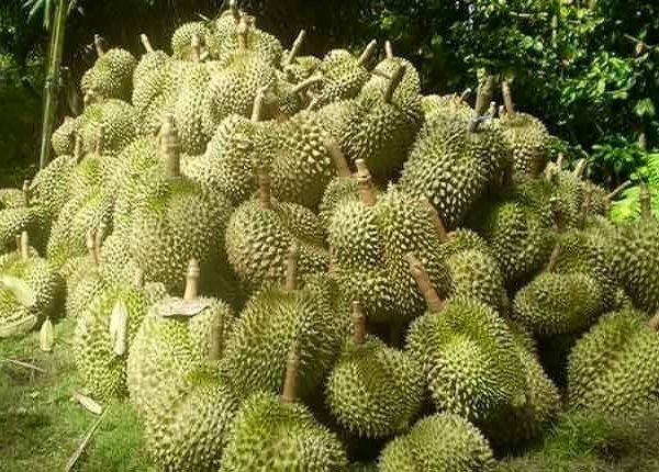 Durian