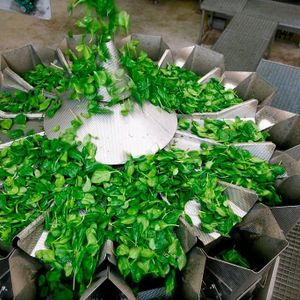 IQF frozen spinach