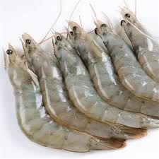 Vannamei shrimp