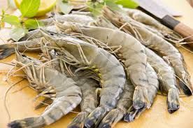 Black tiger shrimp