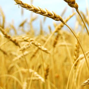 Agricultural raw materials