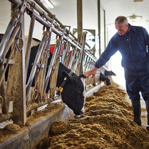 Animal feed