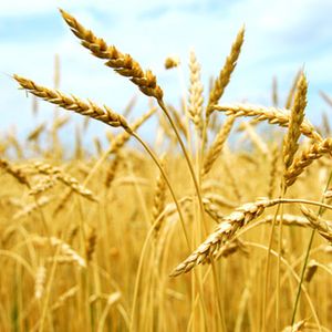 Agricultural raw materials