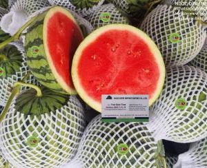 WATERMELON SEEDLESS