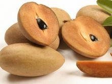 Sapodilla