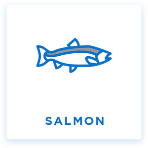 Salmon