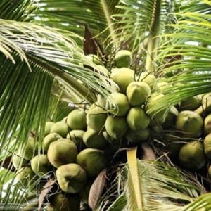 Fresh Young Coconut