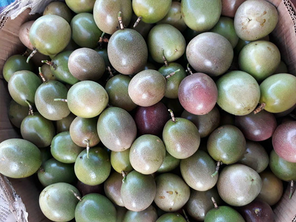 Passion fruit
