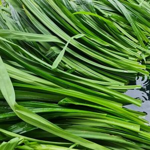 Pineapple leaves