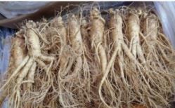 Korean Ginseng