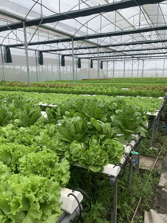 Hyonic green lollo lettuce