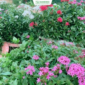Edible flowers and decorative flowers