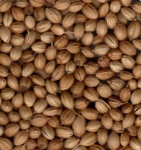 Coriander Seeds