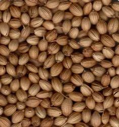 Coriander Seeds