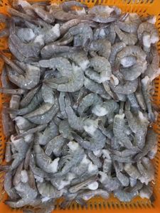 Freshwater shrimp