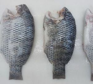 Black tilapia