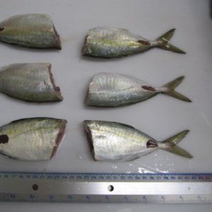 Mackerel scad