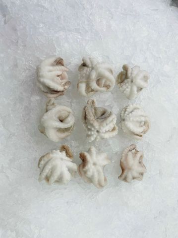 Octopus