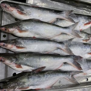 Frozen pangasius