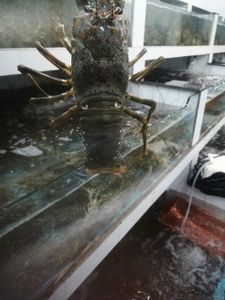 Fresh lobster