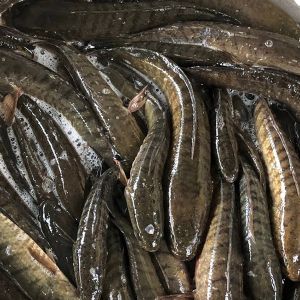 Frozen snakehead