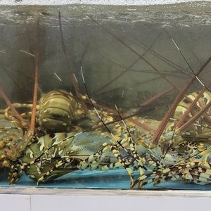 Ornate spiny lobster