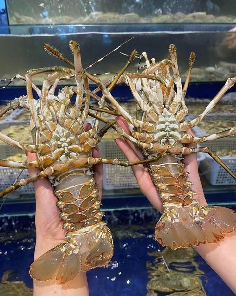 Fresh lobster