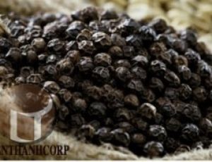 BLACK PEPPER 570 GR/L – 580 GR/L ( ASTA STANDARD)