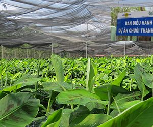 Thanh An Banana Project