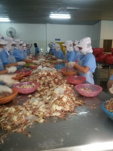 Crab Meat Processing