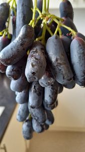 Australian grape