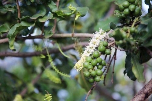 Macadamia nuts