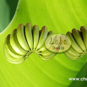 Laba banana