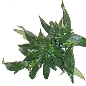 Labdanum Derivatives