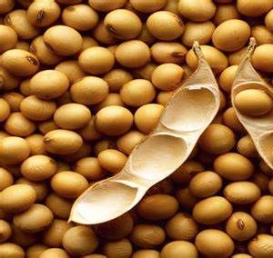 SOYA BEANS