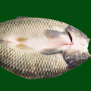 Tilapia